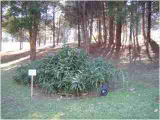 Bamboo - Indocalamus Solidus Fifth year growth photo