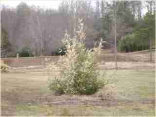 Bamboo - Arundinaria funghomii Fourth year growth photo