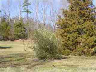 Bamboo - Arundinaria funghomii Fifth year growth photo