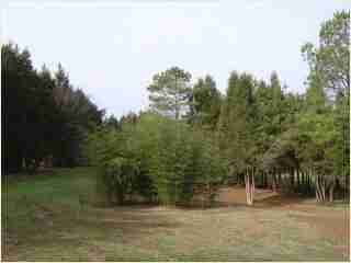 Bamboo - Phyllostachys nuda Third year growth photo