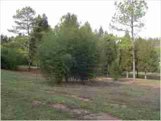 Bamboo - Phyllostachys nuda Fourth year growth photo