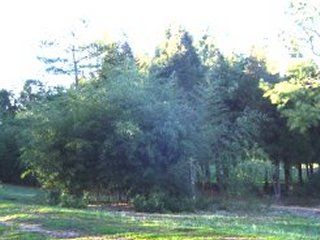 Bamboo - Phyllostachys nuda Fifth year growth photo