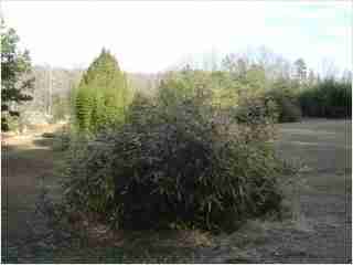 Bamboo - Hibanobambusa tranquillans Shiroshima Fourth year growth photo