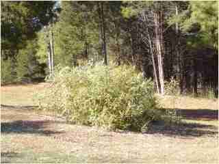 Bamboo - Hibanobambusa tranquillans Shiroshima Fifth year growth photo